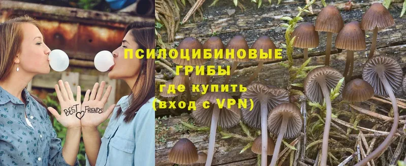 Галлюциногенные грибы Psilocybe  Лебедянь 